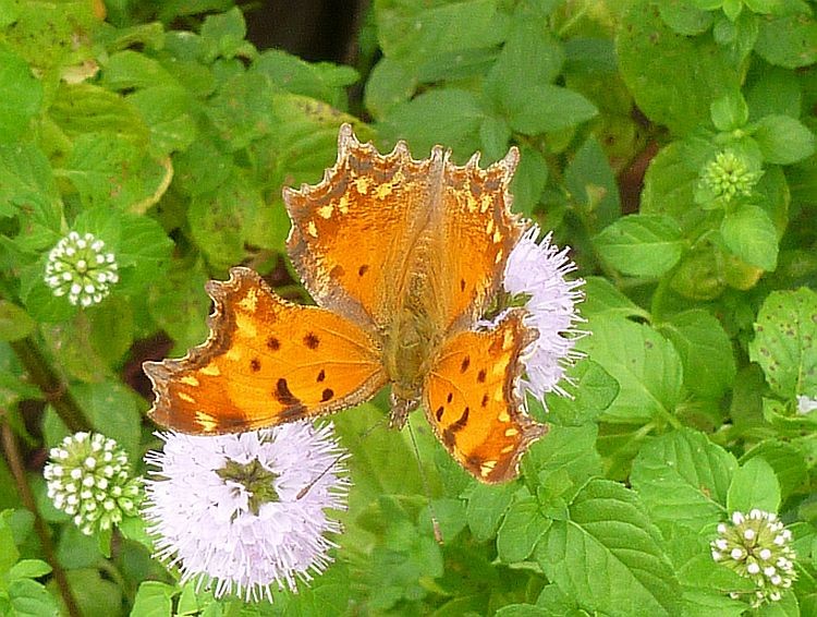 Butterfly on mint blossom 2