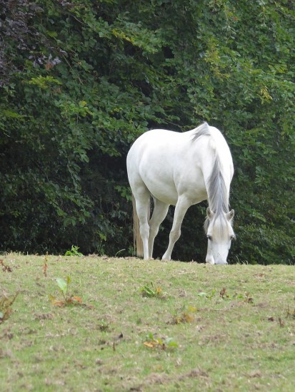The white horse