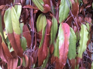 Autumn leaves - gelsemium