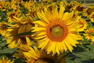 Sunflower in Po Delta