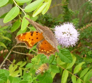 Butterfly on mint blossom