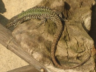 Lizard basking in the sun