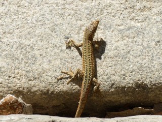 A Spanish Lizard