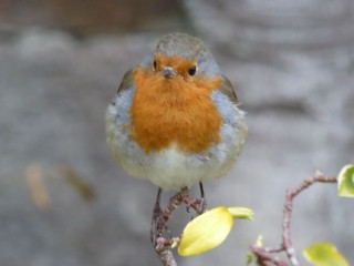 A Robin in Norfolk
