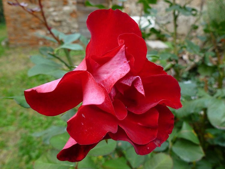 Gino's rose