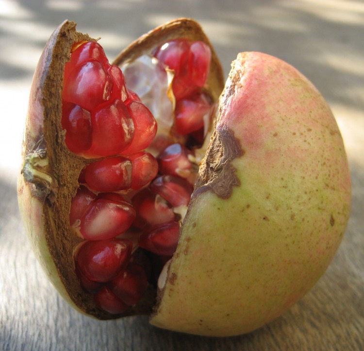 Pomegranate - just picked