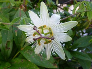Passiflora - bianca