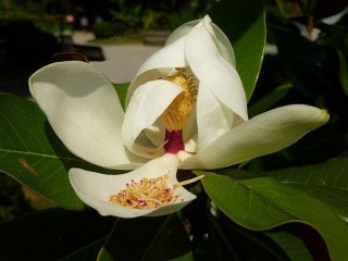 Fiore di magnolia a luglio