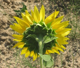 Girasole in Toscana